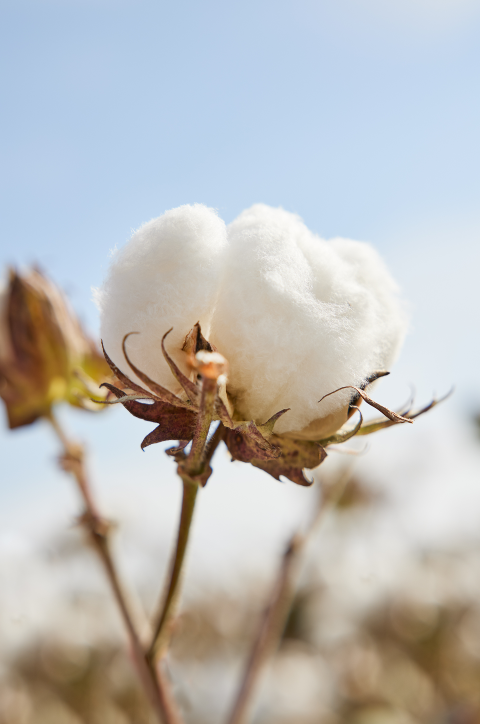 全棉改变世界-图4.png 全棉改变世界-图4.png